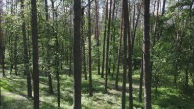 Bu stok görüntüler yaz günü bir ormanı gösteriyor, 8K çözünürlükte yavaş çekim.