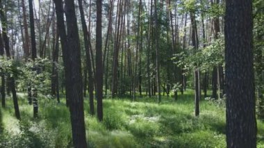 Bu stok görüntüler yaz günü bir ormanı gösteriyor, 8K çözünürlükte yavaş çekim.