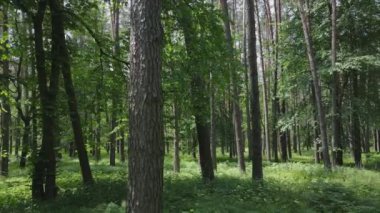 Bu stok görüntüler yaz günü bir ormanı gösteriyor, 8K çözünürlükte yavaş çekim.