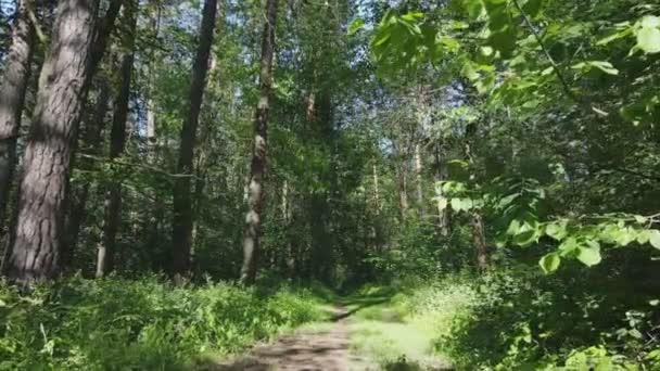 Stock Footage Shows Forest Summer Day Slow Motion Resolution — Vídeos de Stock