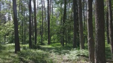 Bu stok görüntüler yaz günü bir ormanı gösteriyor, 8K çözünürlükte yavaş çekim.