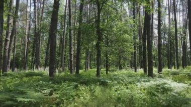 Bu stok görüntüler yaz günü bir ormanı gösteriyor, 8K çözünürlükte yavaş çekim.