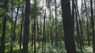 Bu stok görüntüler yaz günü bir ormanı gösteriyor, 8K çözünürlükte yavaş çekim.