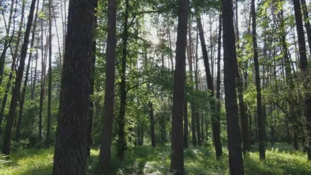 Dieses Archivmaterial Zeigt Einen Wald Einem Sommertag Zeitlupe Auflösung — Stockvideo