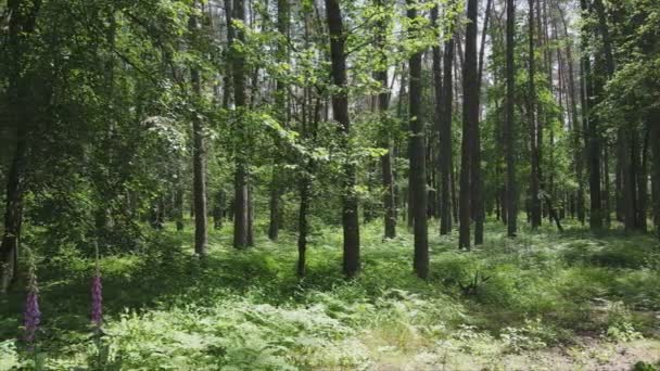 Stock Footage Shows Forest Summer Day Slow Motion Resolution — Stock Video