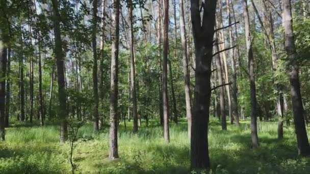 Stock Footage Shows Forest Summer Day Slow Motion Resolution — Stockvideo