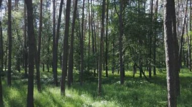Bu stok görüntüler yaz günü bir ormanı gösteriyor, 8K çözünürlükte yavaş çekim.
