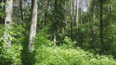 Bu stok görüntüler yaz günü bir ormanı gösteriyor, 8K çözünürlükte yavaş çekim.