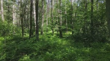 Bu stok görüntüler yaz günü bir ormanı gösteriyor, 8K çözünürlükte yavaş çekim.