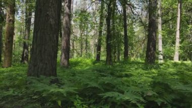 Bu stok görüntüler yaz günü bir ormanı gösteriyor, 8K çözünürlükte yavaş çekim.