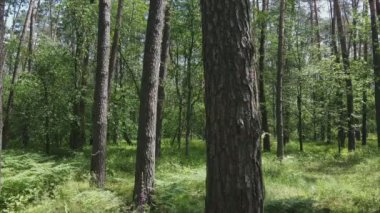Bu stok görüntüler yaz günü bir ormanı gösteriyor, 8K çözünürlükte yavaş çekim.
