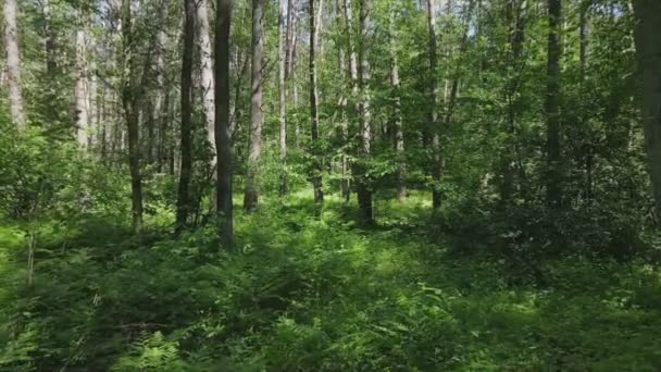 Stock Footage Shows Forest Summer Day Slow Motion Resolution — Video Stock