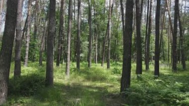 This stock footage shows a forest by summer day, slow motion in 8K resolution