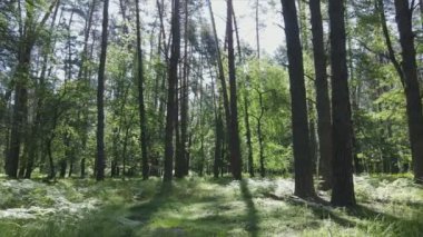 Bu stok görüntüler yaz günü bir ormanı gösteriyor, 8K çözünürlükte yavaş çekim.