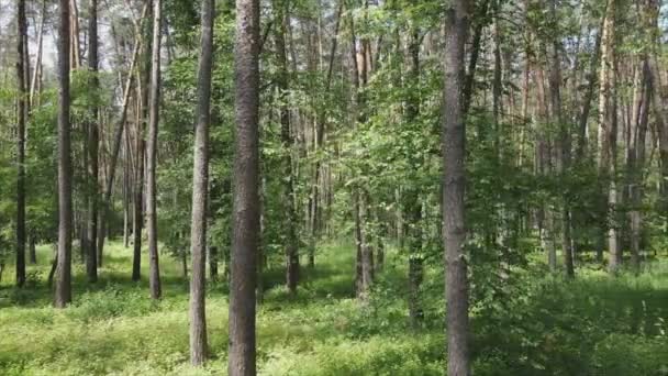 Stock Footage Shows Forest Summer Day Slow Motion Resolution — Stock Video