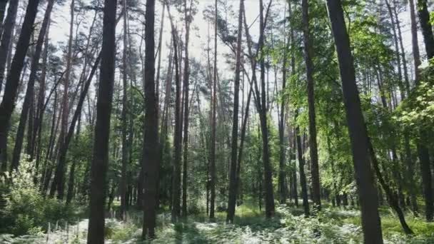 Cette Séquence Montre Une Forêt Par Jour Été Ralenti Résolution — Video