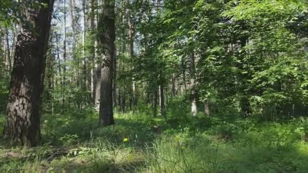 Questo Filmato Mostra Una Foresta Entro Giorno Estate Rallentatore Risoluzione — Video Stock