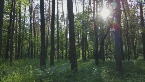 Stock Footage Shows Forest Summer Day Slow Motion Resolution — ストック動画