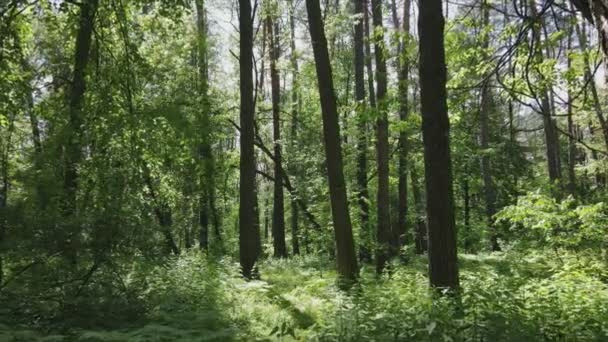 Цьому Знімку Показано Ліс Літнього Дня Повільний Рух Роздільній Здатності — стокове відео