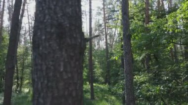 Bu görüntüler Ukrayna 'da yaz günü 8K çözünürlüklü bir ormanı gösteriyor.