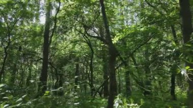 Bu görüntüler Ukrayna 'da yaz günü 8K çözünürlüklü bir ormanı gösteriyor.
