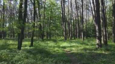 Bu görüntüler Ukrayna 'da yaz günü 8K çözünürlüklü bir ormanı gösteriyor.