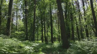 Bu görüntüler Ukrayna 'da yaz günü 8K çözünürlüklü bir ormanı gösteriyor.