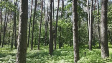 Bu görüntüler Ukrayna 'da yaz günü 8K çözünürlüklü bir ormanı gösteriyor.