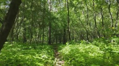 Bu görüntüler Ukrayna 'da yaz günü 8K çözünürlüklü bir ormanı gösteriyor.