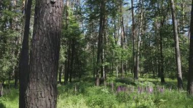 Bu görüntüler Ukrayna 'da yaz günü 8K çözünürlüklü bir ormanı gösteriyor.