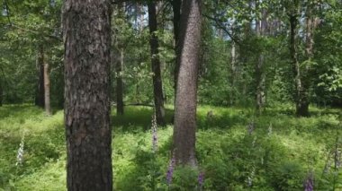 Bu görüntüler Ukrayna 'da yaz günü 8K çözünürlüklü bir ormanı gösteriyor.
