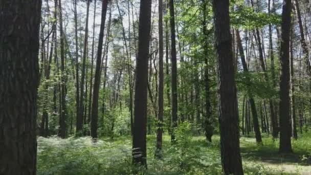 Esta Filmagem Mostra Uma Floresta Por Dia Verão Ucrânia Câmera — Vídeo de Stock