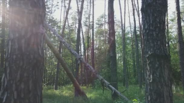 Stock Footage Shows Forest Summer Day Ukraine Slow Motion Resolution — Video Stock