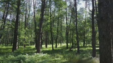 Bu görüntüler Ukrayna 'da yaz günü 8K çözünürlüklü bir ormanı gösteriyor.