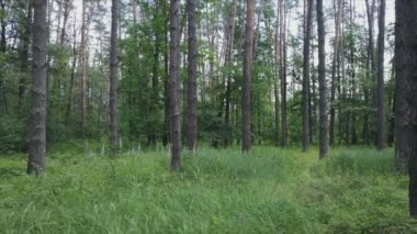 Bu görüntüler Ukrayna 'da yaz günü 8K çözünürlüklü bir ormanı gösteriyor.