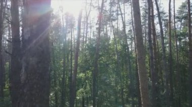 Bu görüntüler Ukrayna 'da yaz günü 8K çözünürlüklü bir ormanı gösteriyor.