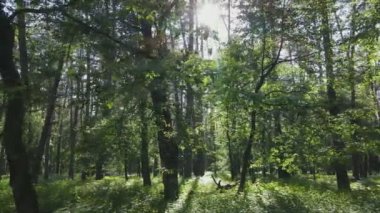 Bu görüntüler Ukrayna 'da yaz günü 8K çözünürlüklü bir ormanı gösteriyor.