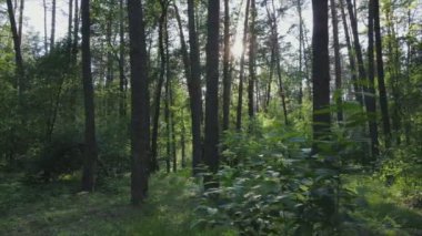 Bu görüntüler Ukrayna 'da yaz günü 8K çözünürlüklü bir ormanı gösteriyor.