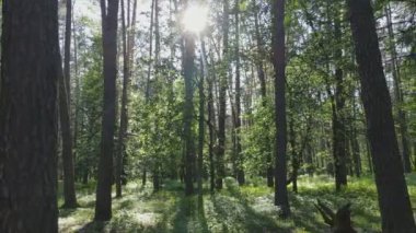 Bu görüntüler Ukrayna 'da yaz günü 8K çözünürlüklü bir ormanı gösteriyor.