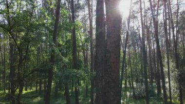 Bu görüntüler Ukrayna 'da yaz günü 8K çözünürlüklü bir ormanı gösteriyor.