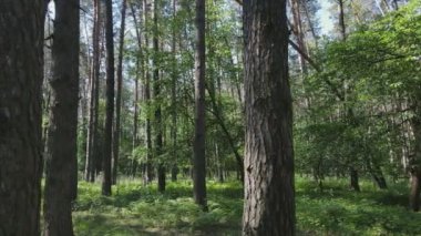 Bu görüntüler Ukrayna 'da yaz günü 8K çözünürlüklü bir ormanı gösteriyor.