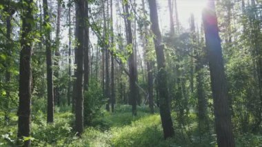 Bu görüntüler Ukrayna 'da yaz günü 8K çözünürlüklü bir ormanı gösteriyor.