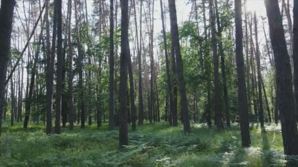 Stock Footage Shows Forest Summer Day Ukraine Slow Motion Resolution — Wideo stockowe