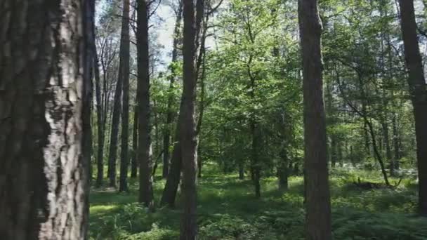 Stock Footage Shows Forest Summer Day Ukraine Slow Motion Resolution — Vídeo de stock