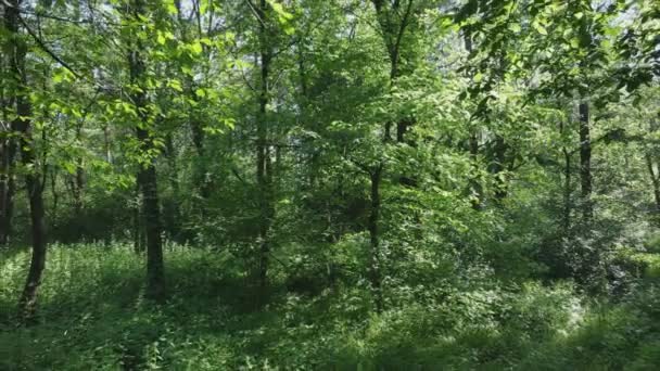 Stock Footage Shows Forest Summer Day Ukraine Slow Motion Resolution — 비디오