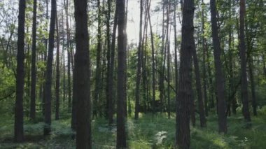 Bu görüntüler Ukrayna 'da yaz günü 8K çözünürlüklü bir ormanı gösteriyor.