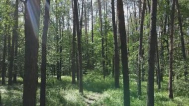 Bu görüntüler Ukrayna 'da yaz günü 8K çözünürlüklü bir ormanı gösteriyor.