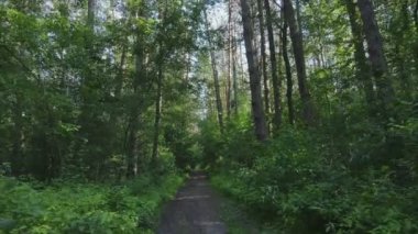 This stock footage shows a forest by summer day in Ukraine, slow motion in 8K resolution