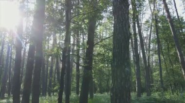 Bu görüntüler Ukrayna 'da yaz günü 8K çözünürlüklü bir ormanı gösteriyor.