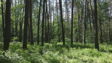 Bu görüntüler Ukrayna 'da yaz günü 8K çözünürlüklü bir ormanı gösteriyor.